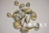 Cowrie Shell | 2 colors